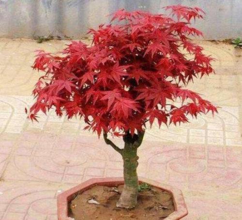 红枫树秋天移栽还能长叶子吗