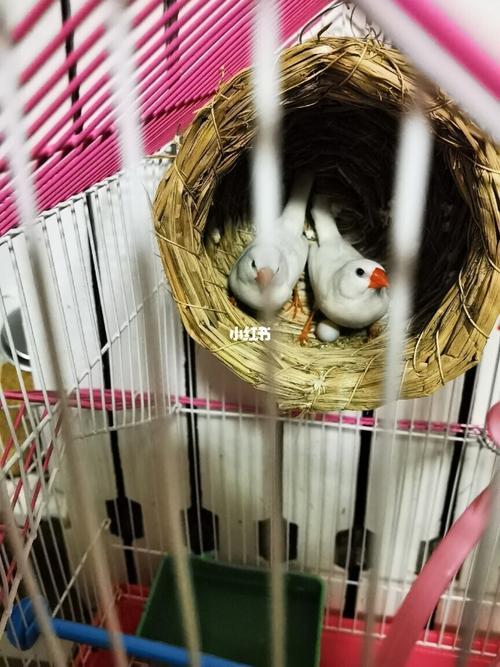 珍珠鸟蛋多久可以孵出小鸟