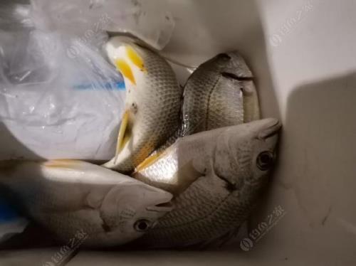 新手钓黄脚腊用几克吊坠