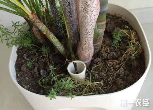 盆景底孔固定方法