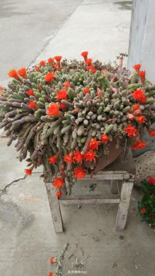 白檀仙人掌耐寒吗