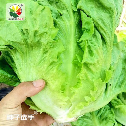 山东高速生菜球是绿通吗