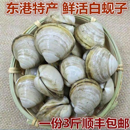 长得像河蚬的贝类
