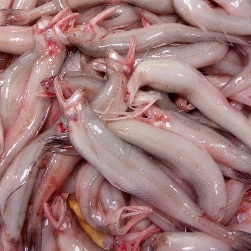 湛江虫鱼叫什么鱼