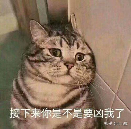 怎么回怼有对象的人
