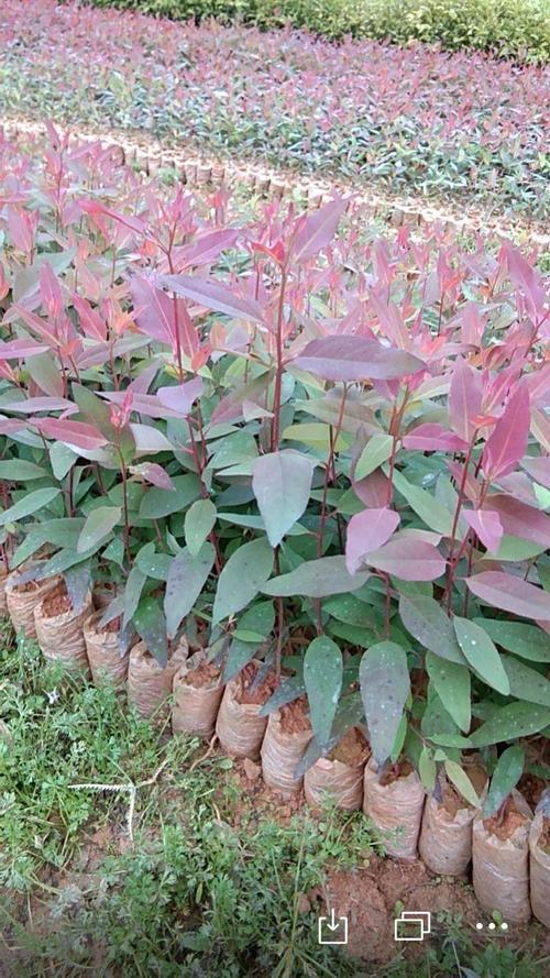 66号桉树品种怎么样