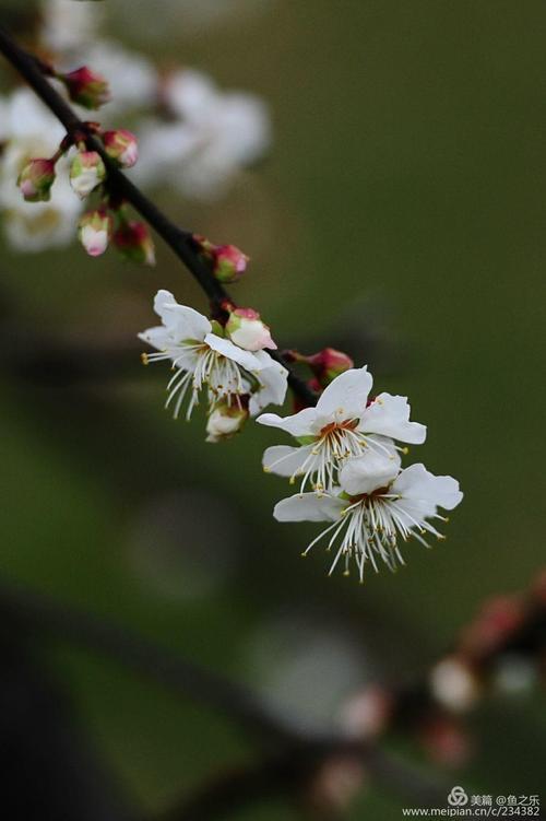 遥叩芳尘是什么意思啊