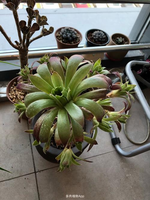 立秋后法师的养护