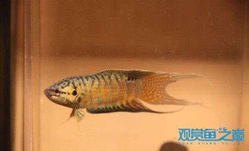 斗鱼繁殖后公鱼可以喂食吗