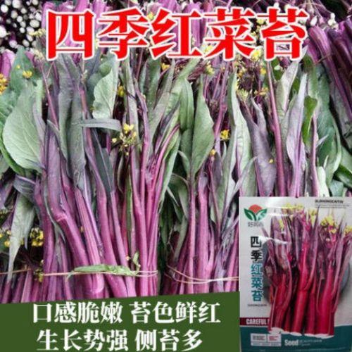 红油菜怎么促进出苔