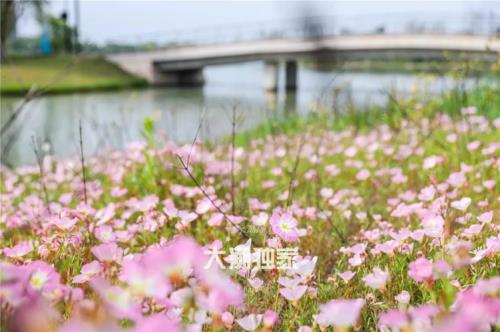 海宁鹃湖花海什么时候可以看