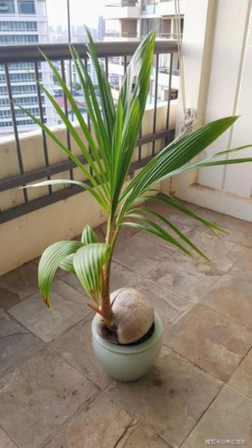 椰子能在重庆种吗