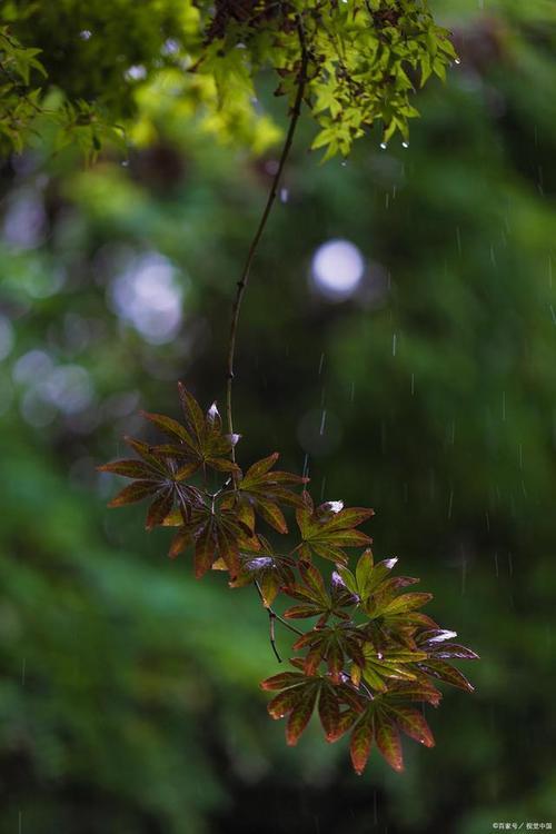花朵探出窗外淋雨的文案