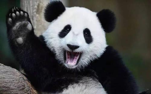 大熊猫有多少年的历史