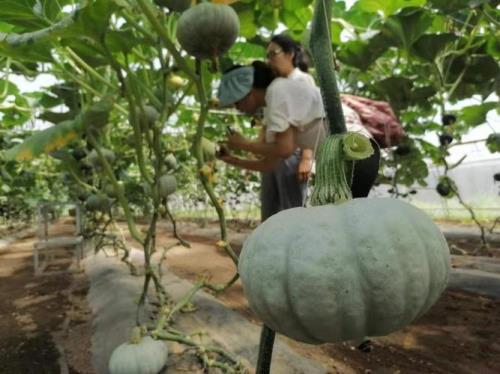 贝贝南瓜露地的种植方法和时间