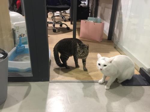 猫很贪玩怎么办