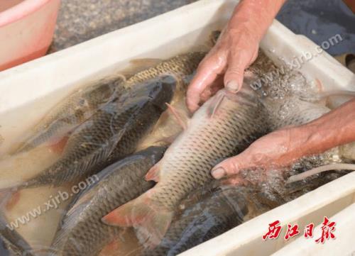 西江有什么水产