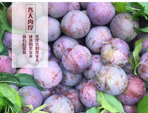 三华李和桃驳果区别