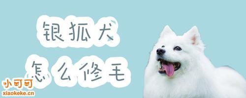 银狐剃光毛,多久能长回原样