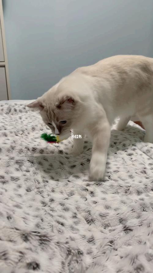 猫只喜欢一个玩具为什么