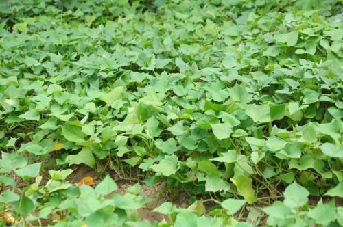 广东红薯藤的种植方法