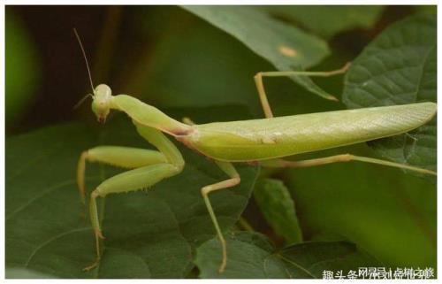 公螳螂不吃东西怎么办
