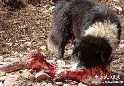 人和藏獒哪个厉害