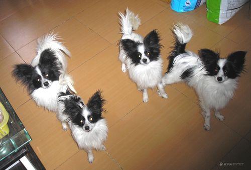 蝴蝶犬串串体味重吗