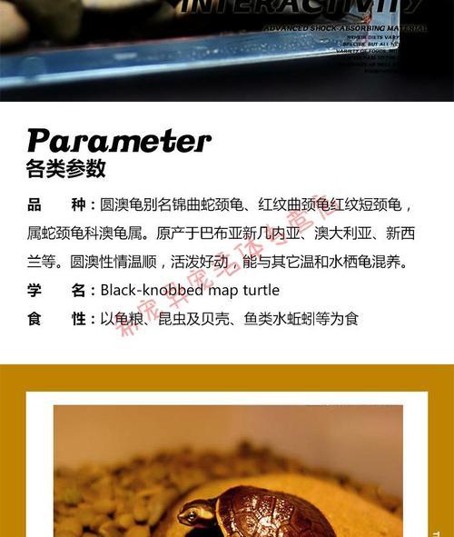 圆澳龟深水饲养详细教程