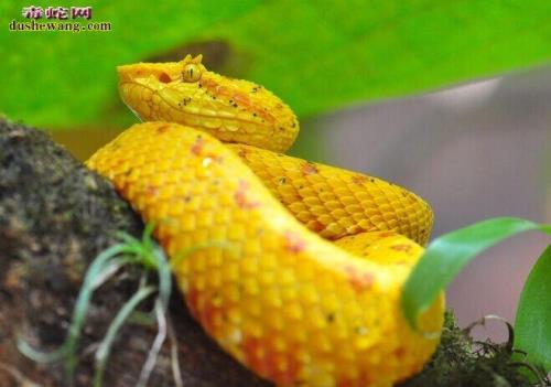 黄色一节一节的是什么蛇