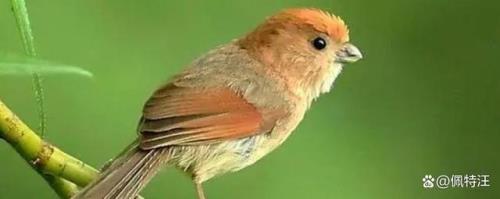 广东有黄豆鸟吗