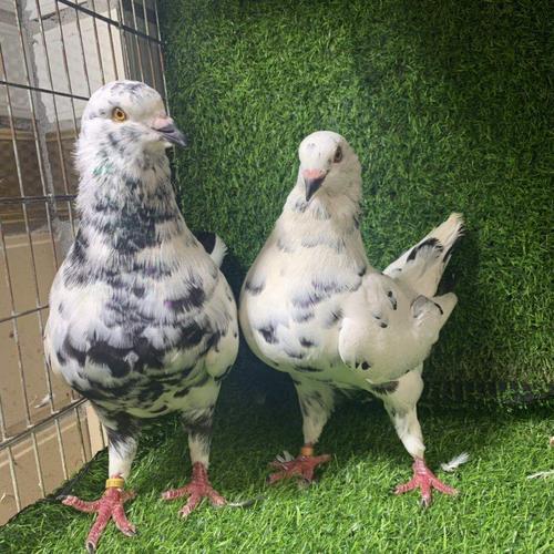 圆环幼鸽几个月能下蛋
