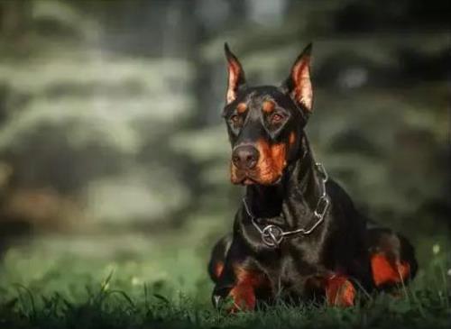 杜宾犬十个不养的理由