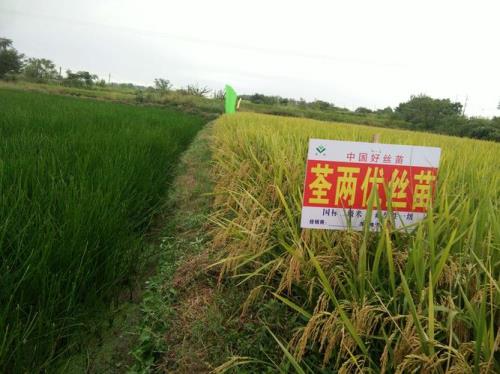 荃叶是什么