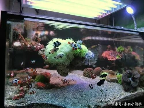 海缸有机物过低怎么办
