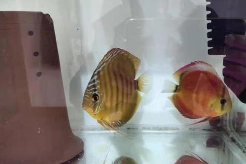 七彩需要爆氧吗