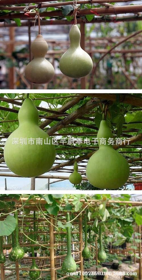 葫芦的芦读第几声