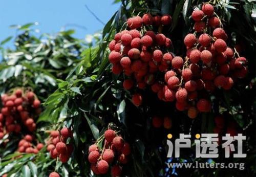 泸州哪里可以买荔枝