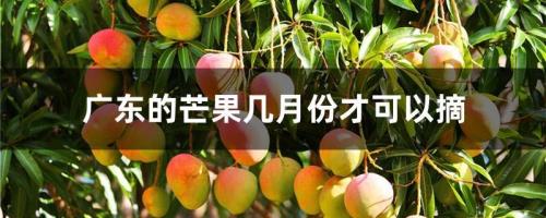 广东芒果修剪时间