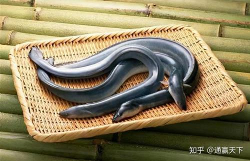 鳗鱼产量排行榜