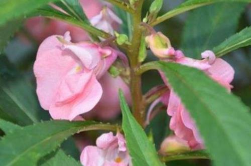 蓝钻凤仙花分布区域