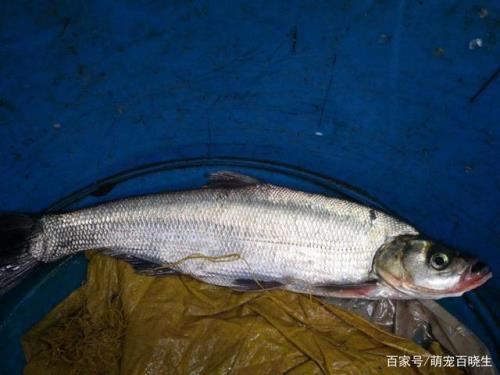 翘嘴鱼苗多久开始吃鱼