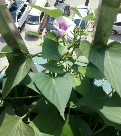 红薯开花表明已结红薯了吗