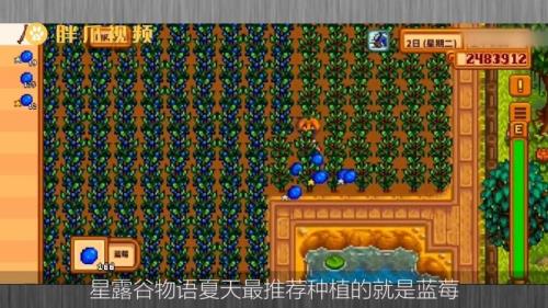 星露谷香味浆果怎么获取