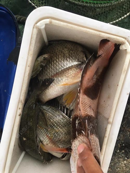 牛肉可以钓黄脚腊吗