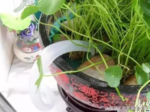 盆里养鱼能加满水吗