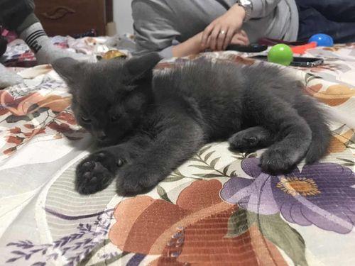 猫咪外驱后毛什么时候干