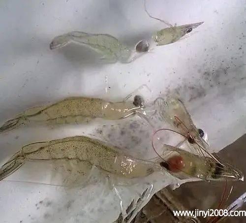 虾处理后放保鲜室能放多久