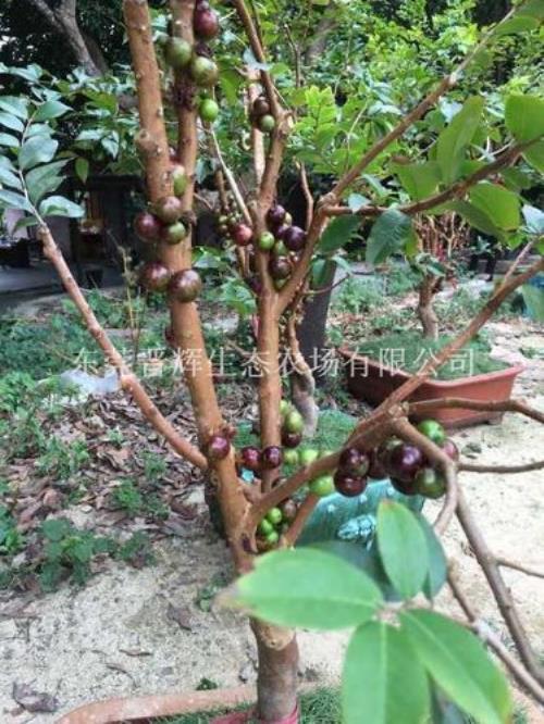 东莞哪里可以摘嘉宝果