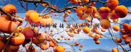 柿子树可以与哪些树嫁接